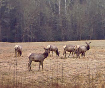 Elk in Cataloochee